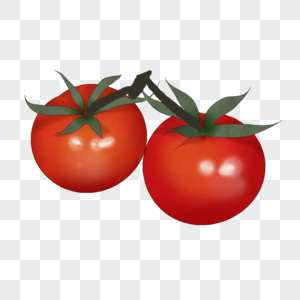 新鲜番茄插图图片