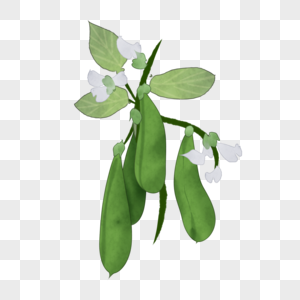 卡通绿色豌豆插图图片