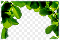 植物绿色叶子图片