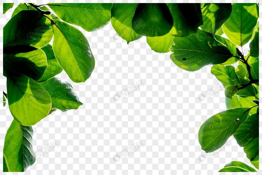 植物绿色叶子图片