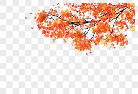 秋天的枫树秋天的枫树高清图片