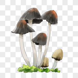 水彩蘑菇图片