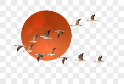 雁南飞鸟类高清图片素材