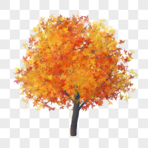 秋天的枫树枫树红叶树高清图片