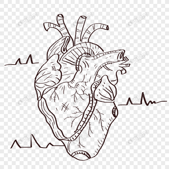 世界心脏日手绘心脏线稿图片