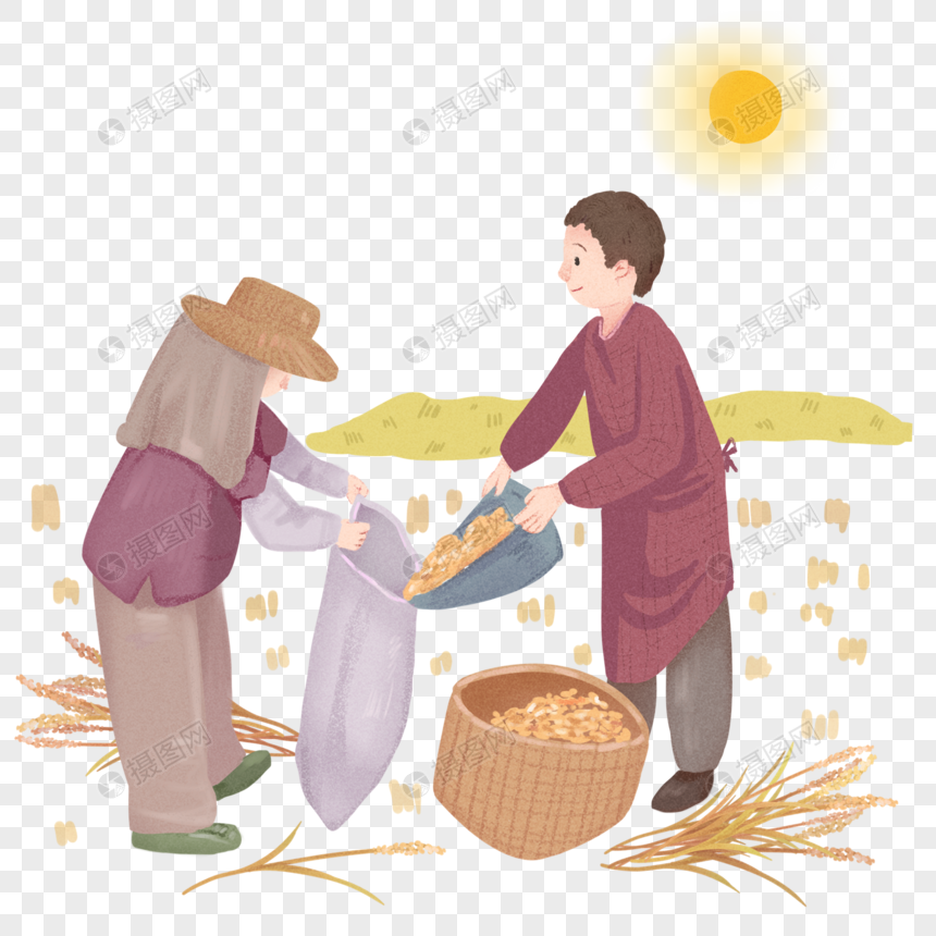 秋天农民收稻谷小场景