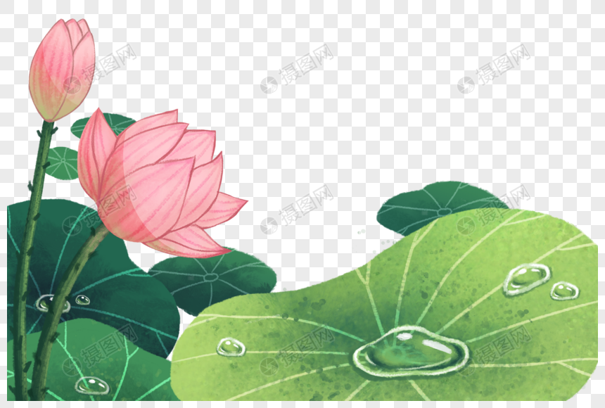 荷花