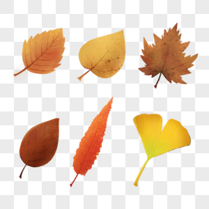 各种变色的树叶图片