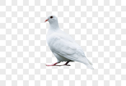 白色鸽子图片