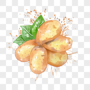 土豆 水彩植物高清图片素材