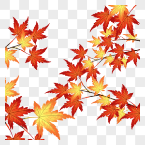 秋天红叶图片