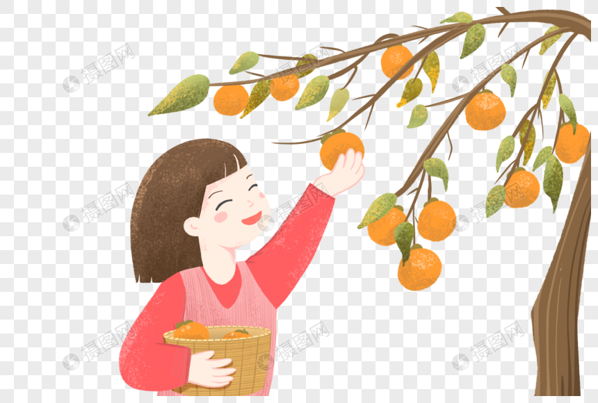 秋天采摘柿子的女孩