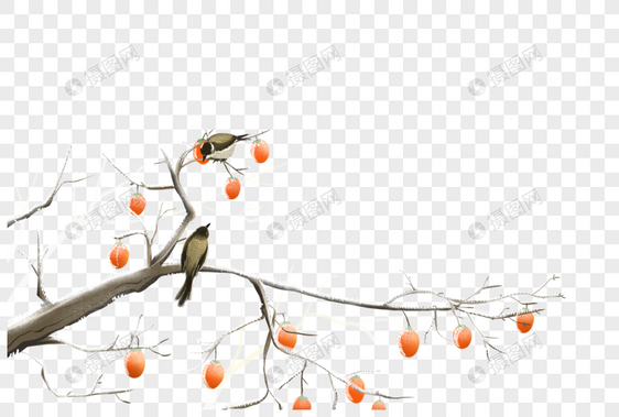 柿子树上的小鸟图片