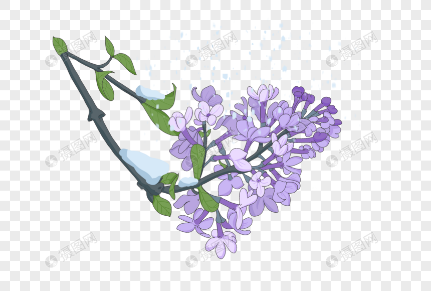 紫色丁香花