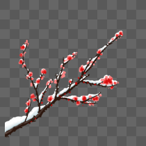 红梅落雪树枝高清图片素材