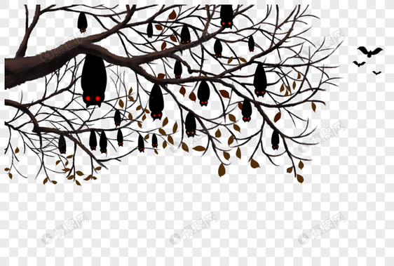 树枝上的蝙蝠图片