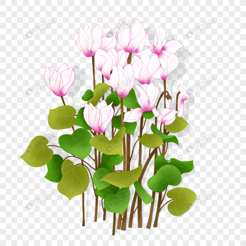 小清新卡通仙客来植物花卉图片
