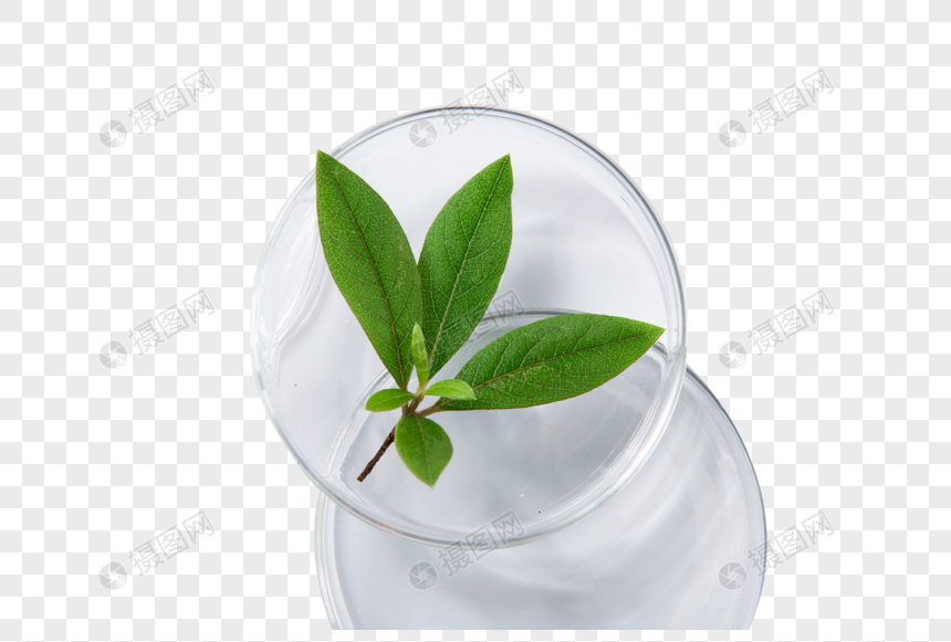 绿植静物玻璃器皿图片