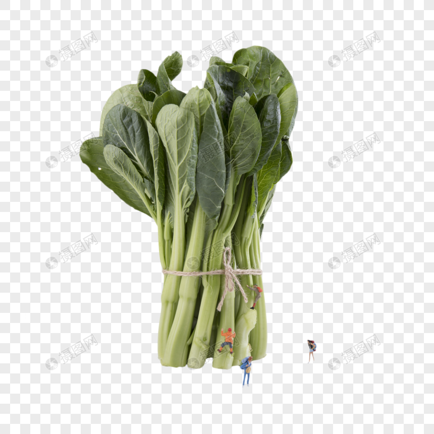 绿色蔬菜新鲜油菜图片