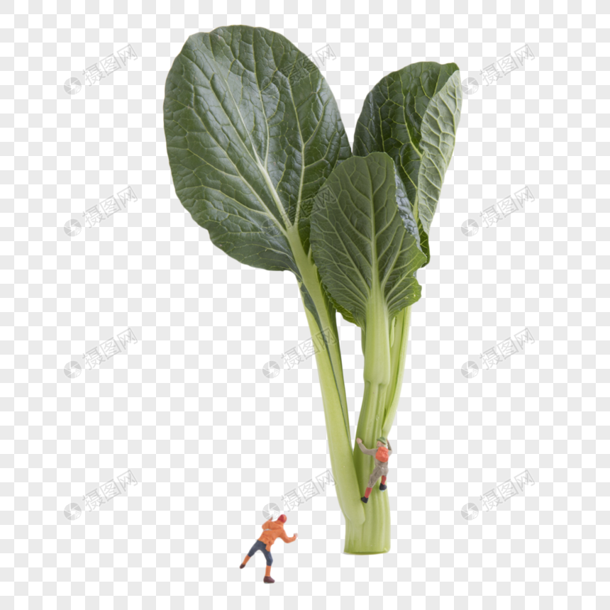 油菜有机蔬菜 小油菜图片