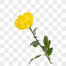 黄色菊花绽放图片