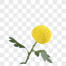 黄色菊花花瓣花朵图片