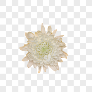 菊花花卉图片