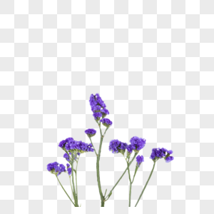 紫色花卉薰衣草图片