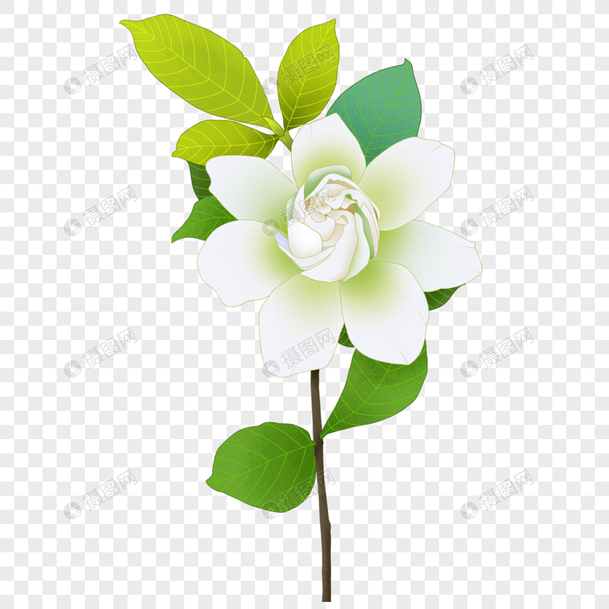 卡通白色栀子花开
