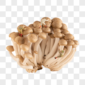 菌类蟹味菇图片