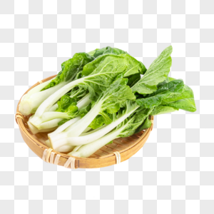 新鲜绿色小白菜图片