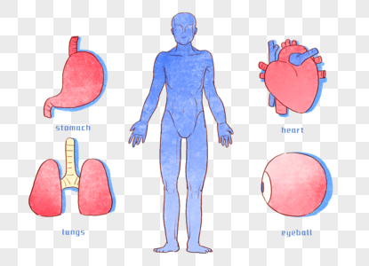 手绘人体器官高清图片