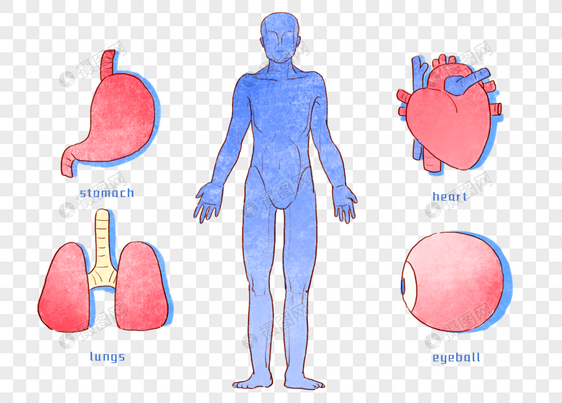 手绘人体器官图片