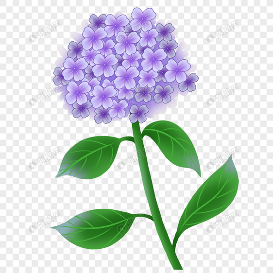 紫色绣球花开图片