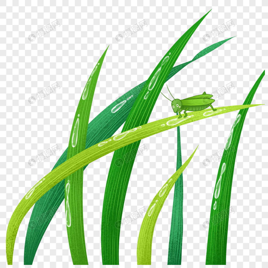 昆虫在带有露珠的青草上图片