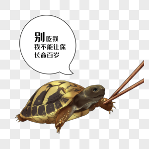 禁食野味乌龟高清图片