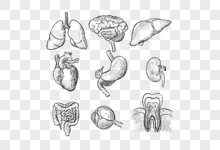 人体素描器官组合图片