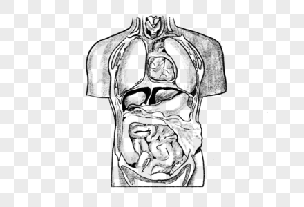 人体素描器官组合素材图片