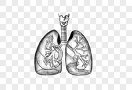 素描人体器官肺部素材图片