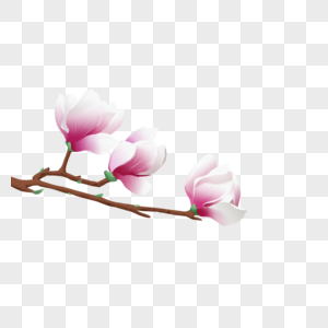 春天广玉兰花卉卡通元素高清图片