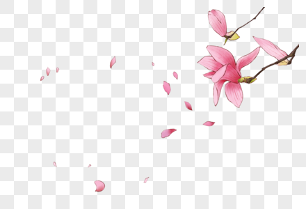 飘落的花瓣粉色玉兰花高清图片