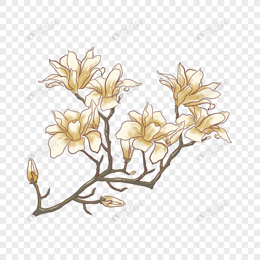 春分手绘玉兰花