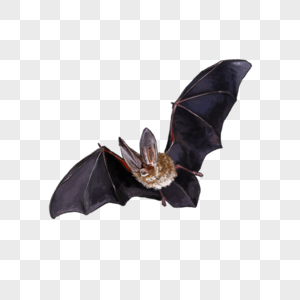 蝙蝠图片