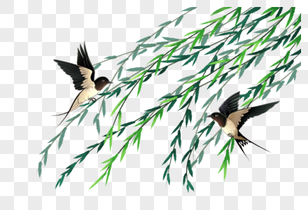 燕子与柳树清明节燕子高清图片