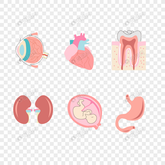人体器官图片