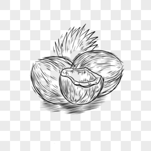 食物水果黑白线条椰子图片