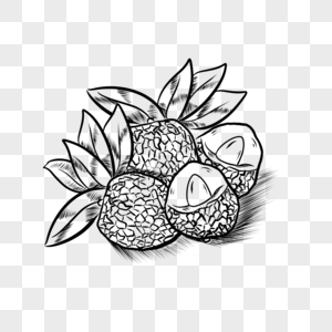 食物水果黑白线条荔枝图片