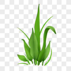 绿色植物小草夏天高清图片素材