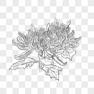 黑白线条植物花卉菊花图片