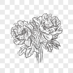 黑白线条植物花卉牡丹花图片